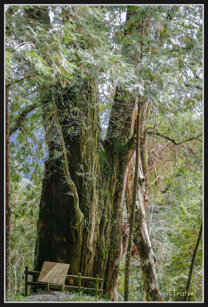 0096.jpg - 20161231 明池 神木園