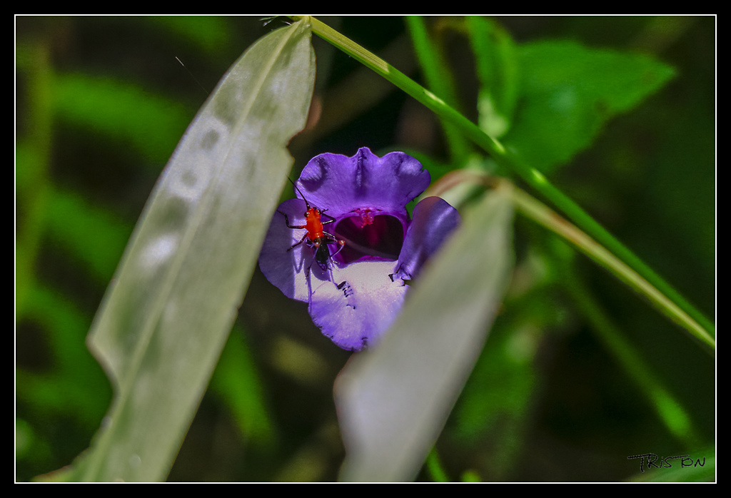 _MG_0131.jpg - 20170529 關仔嶺大凍山