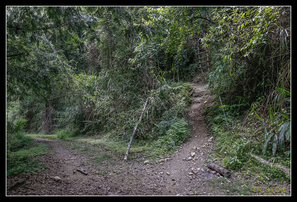 _MG_0019.jpg - 20170723 水漾森林