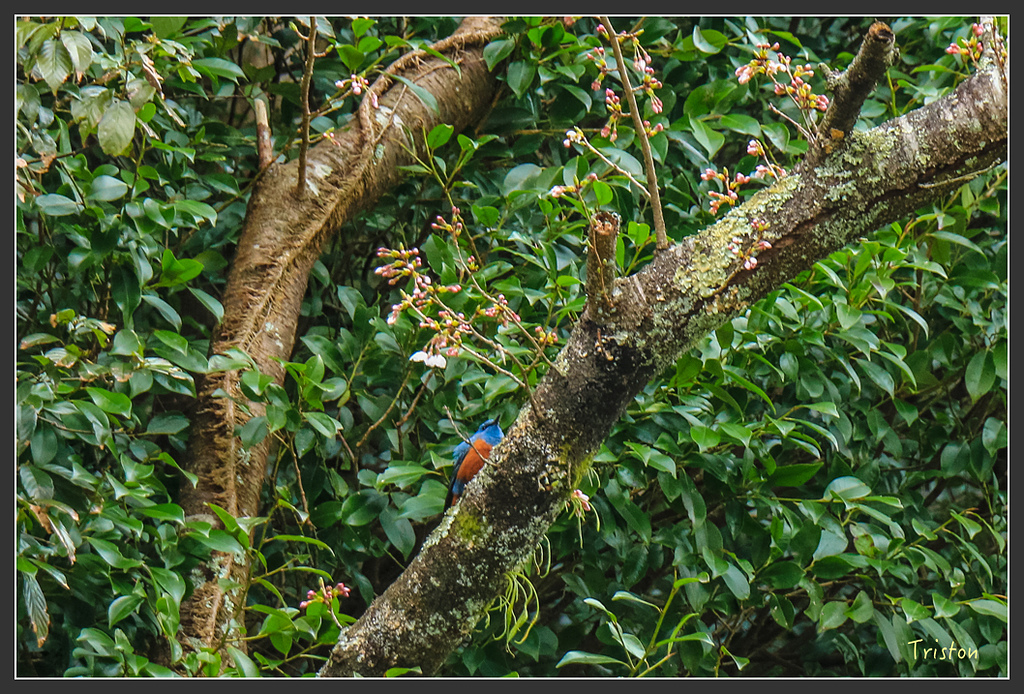 IMG_5647.jpg - 20160323 日本熊野古道健行