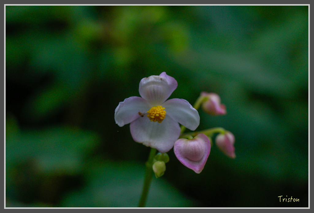 IMG-405.jpg - 20160821 中橫花東之旅