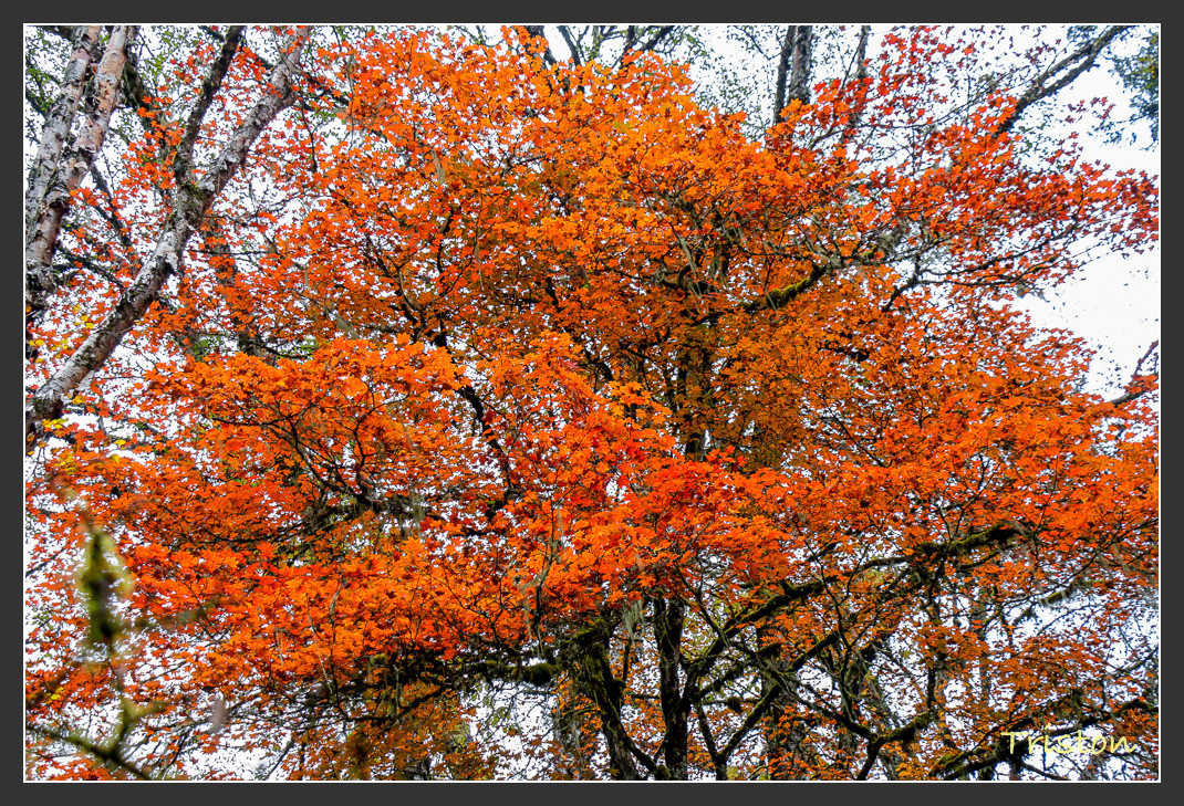 _MG_2740.jpg - 20161013 稻城亞丁