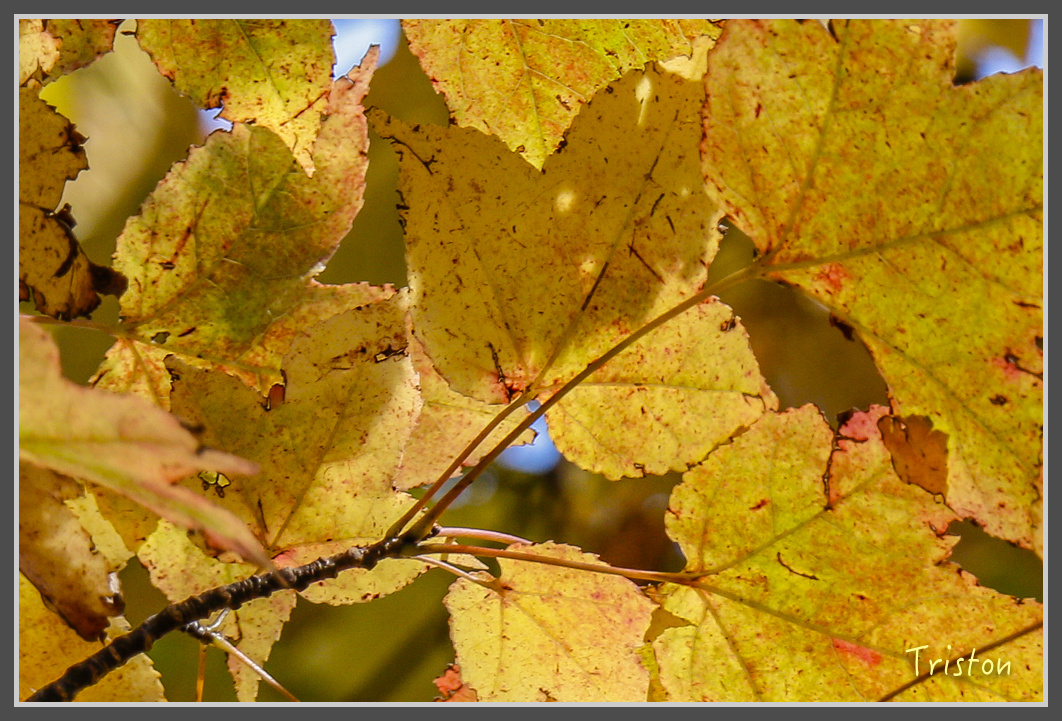 _MG_0419.jpg - 20161203 鎮西堡