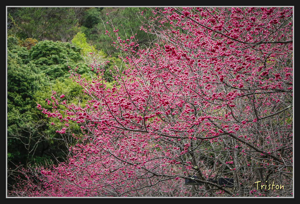 _H1A2358.jpg - 20170212 武界 萬大電廠 奧萬大