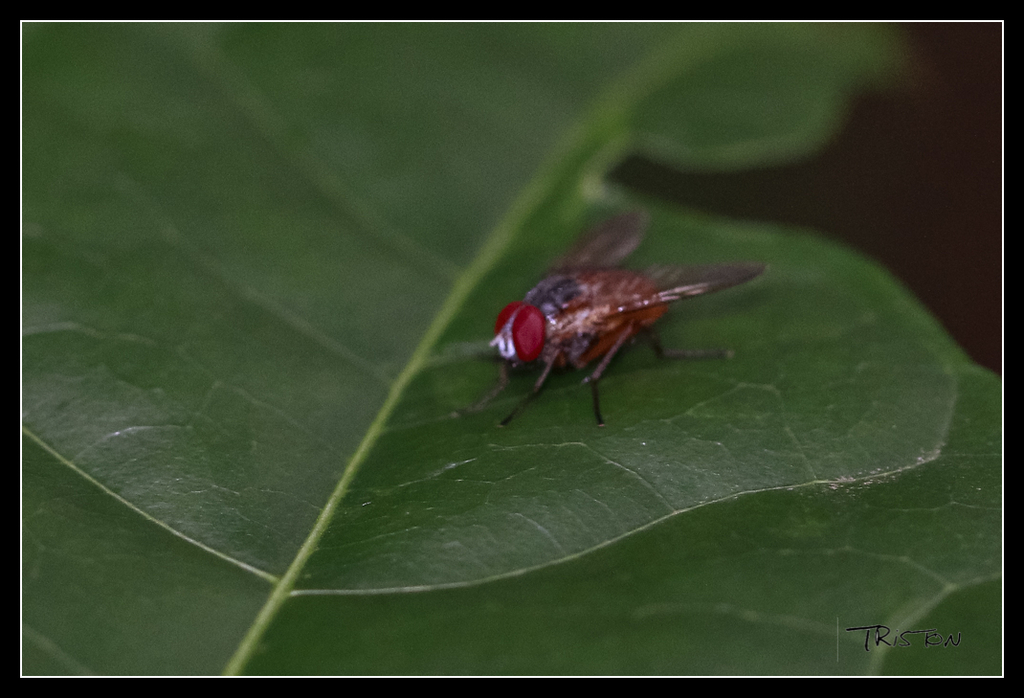 _MG_0131.jpg - 20170618 新化後山昆蟲微距