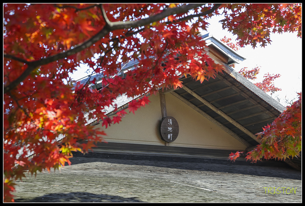 _H1A1732.jpg - 20171103 日本只見線、會津若松五色沼、昭和記念公園賞紅葉