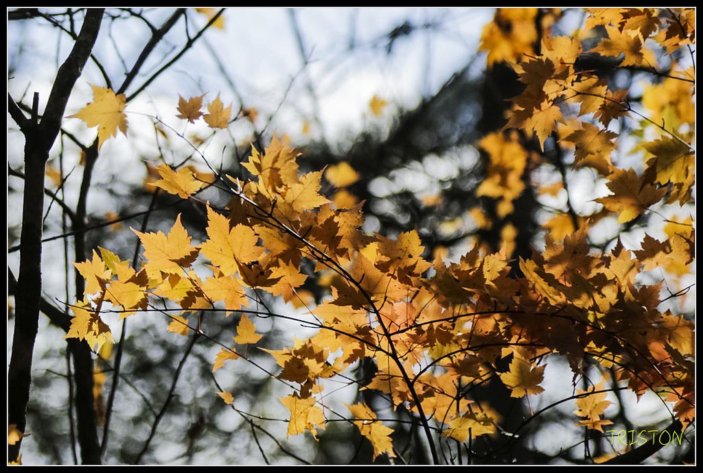 _H1A1241.jpg - 20171103 日本只見線、會津若松五色沼、昭和記念公園賞紅葉