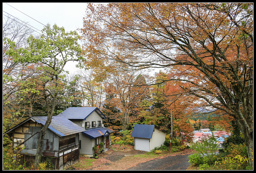 _H1A0625.jpg - 20171103 日本只見線、會津若松五色沼、昭和記念公園賞紅葉
