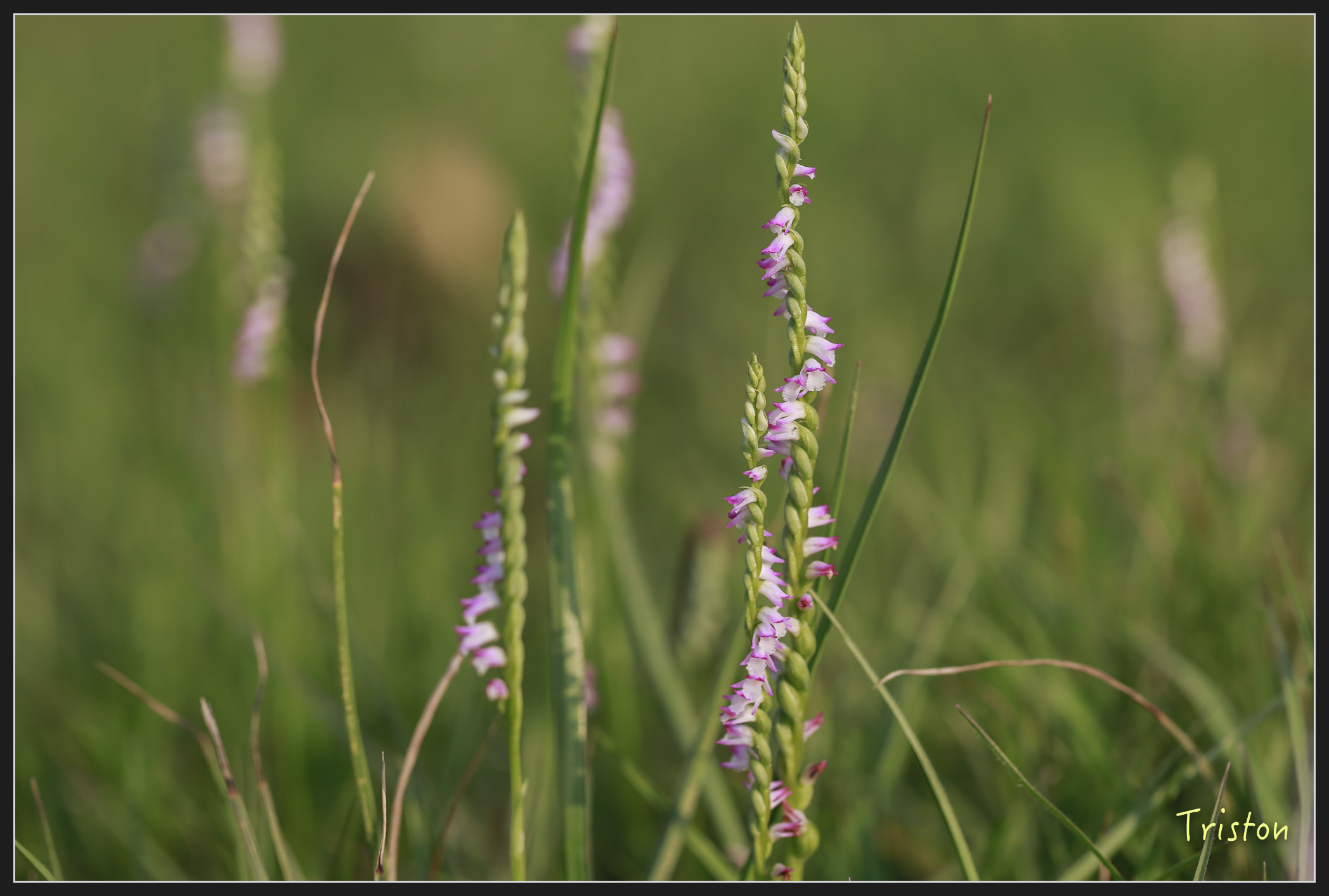 _h1a2000_39945686275_x.jpg - 20180316 巴克禮公園 綬草