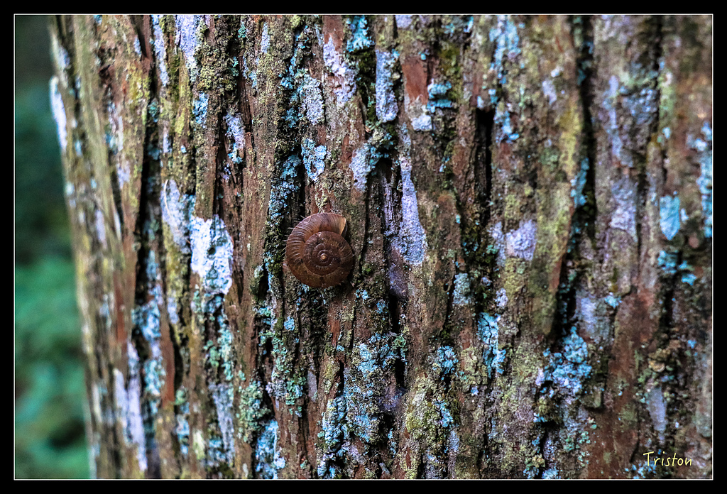 IMG_8363.jpg - 20150926 大凍山切霹靂山 抵龍雲山莊