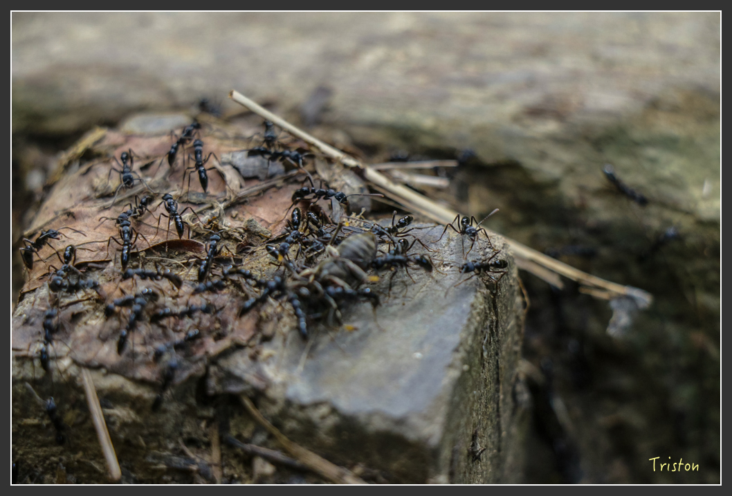 IMG_1314-2.jpg - 20160122 南仁湖、墾丁