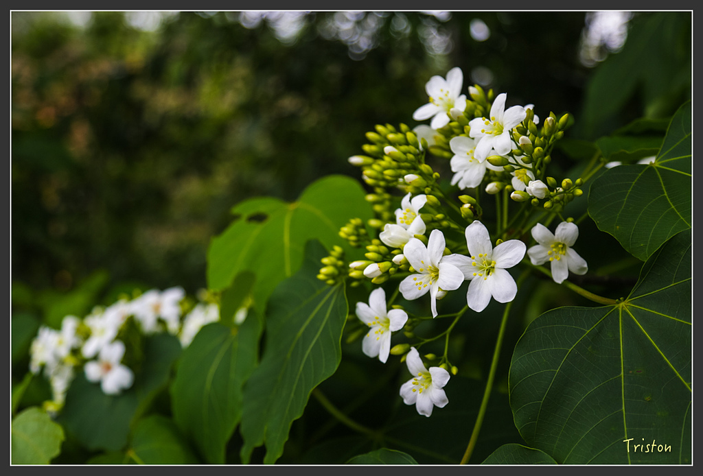 JH1A8750.jpg - 20160426 銅鑼天空步道、天空之城、荷苞山