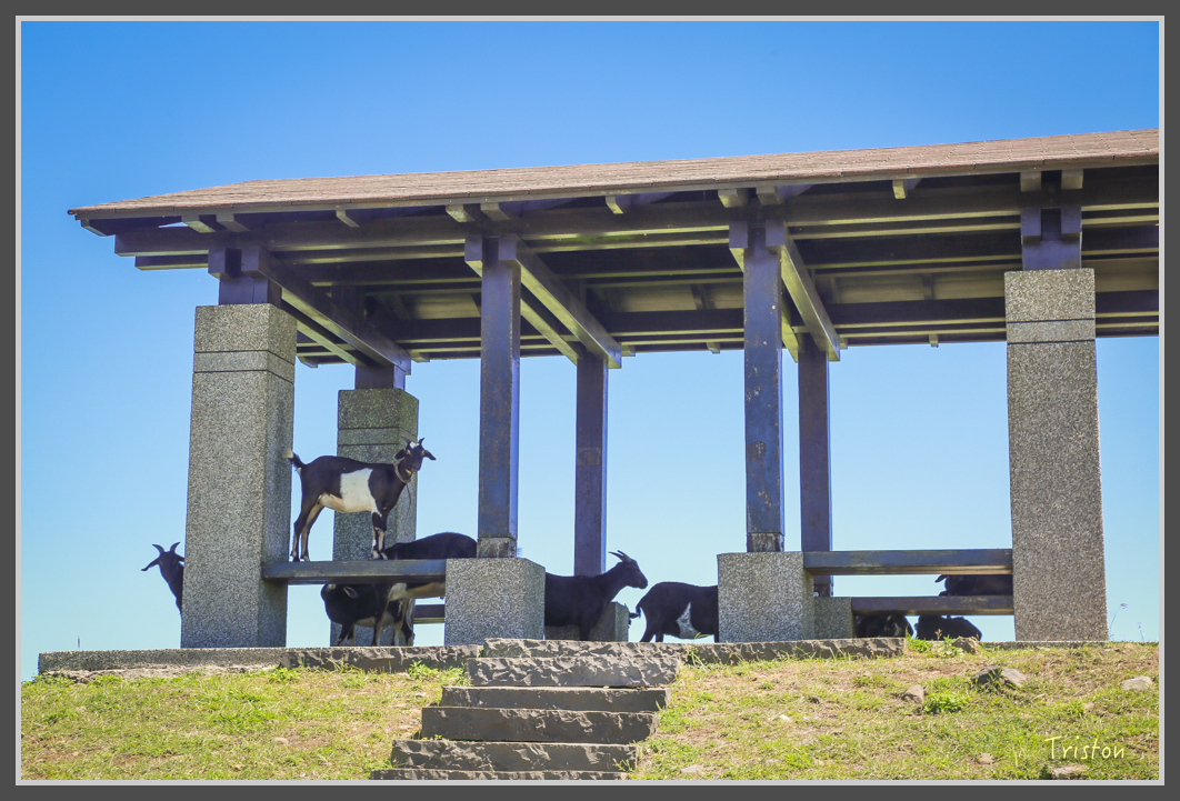 JH1A1520.jpg - 20160701 澎湖