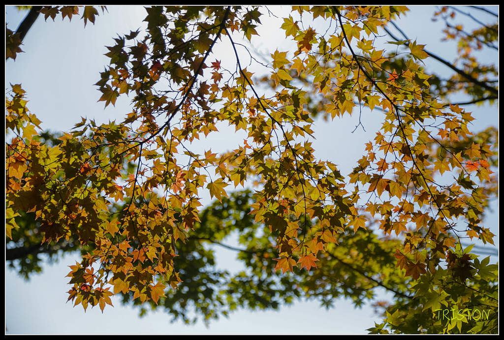 _H1A1775.jpg - 20171103 日本只見線、會津若松五色沼、昭和記念公園賞紅葉