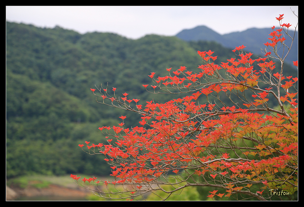 JH1A9791.jpg - 20150628 東京輕井澤日光
