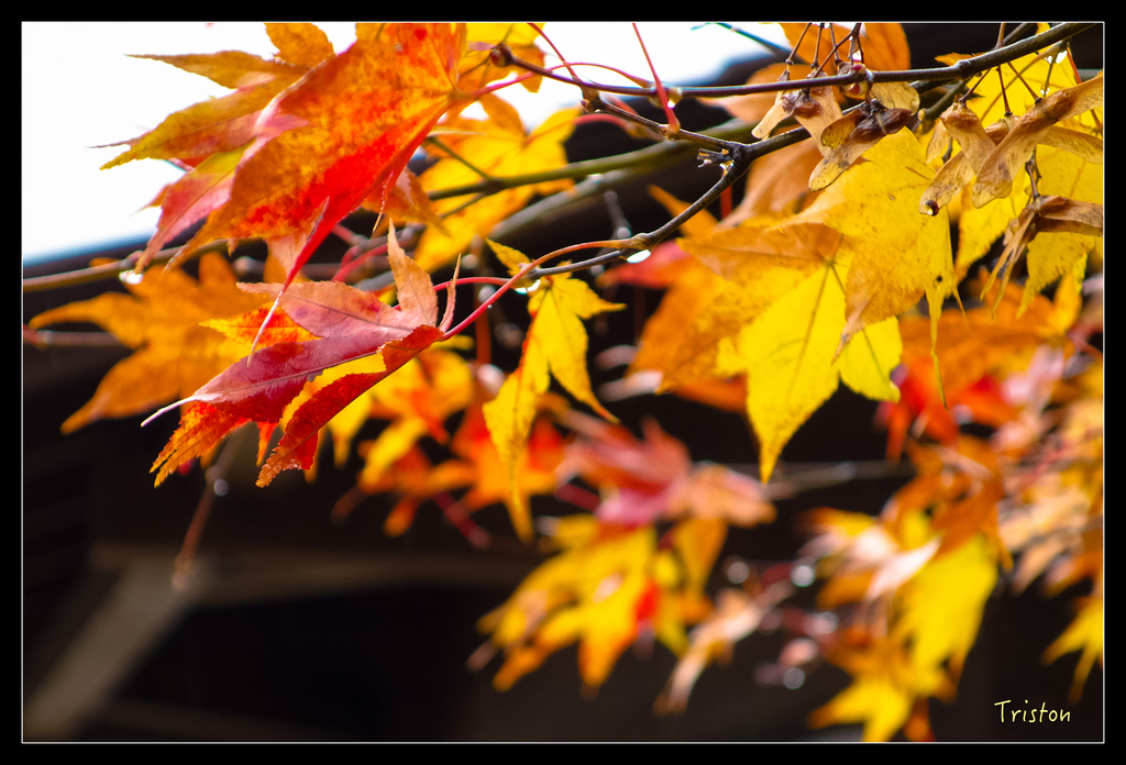 DSC00244.jpg - 20151031 秋天的童話-貴婦東京輕井澤紀行