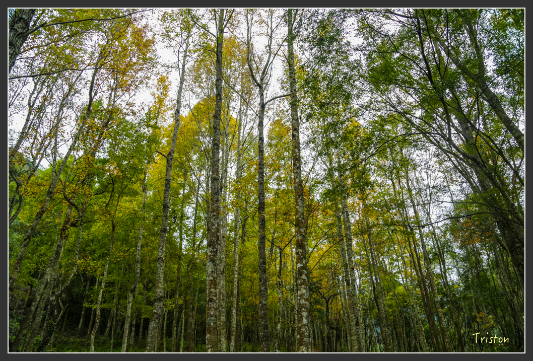 JH1A1188.jpg - 20151221 新竹秀巒賞楓