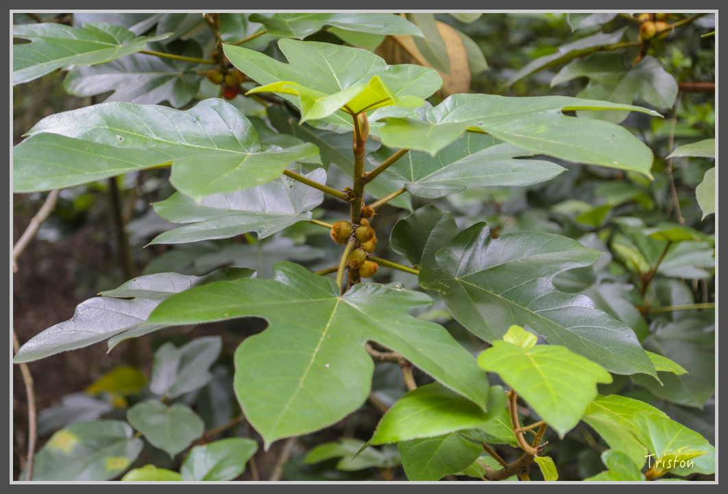 JH1A1875.jpg - 20160725 大津瀑布