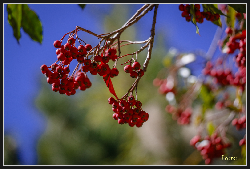 _MG_0094.jpg - 20161226 大塔山