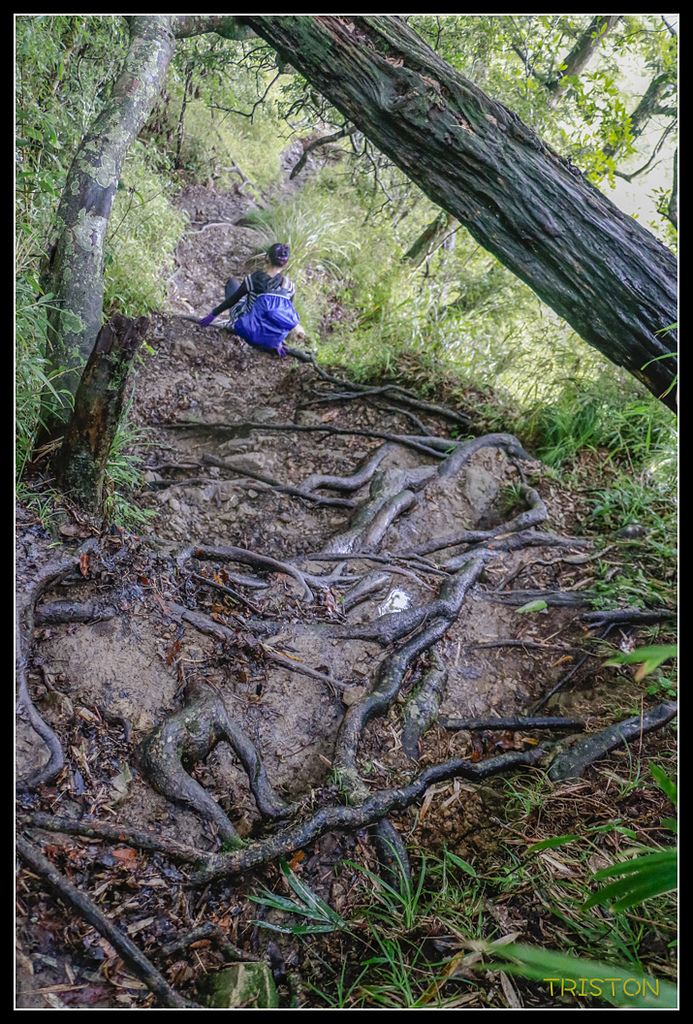 _MG_0132.jpg - 20170723 水漾森林