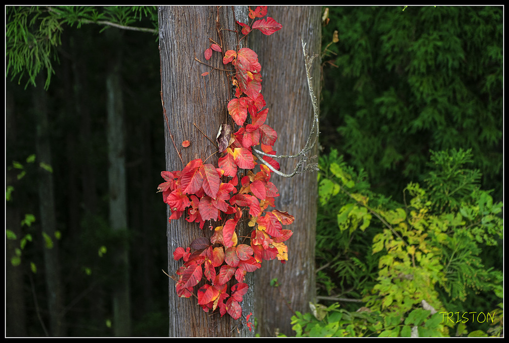 _H1A0642.jpg - 20171103 日本只見線、會津若松五色沼、昭和記念公園賞紅葉