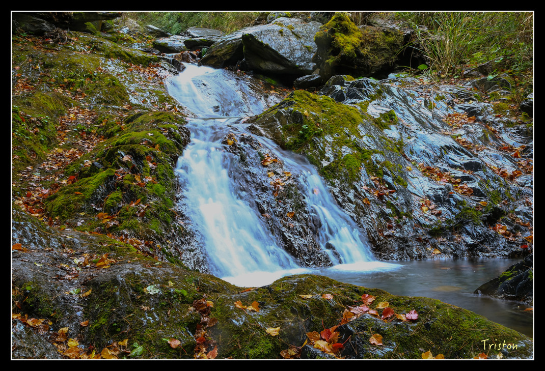 JH1A1020.jpg - 20151205 合歡溪步道、108K楓之谷