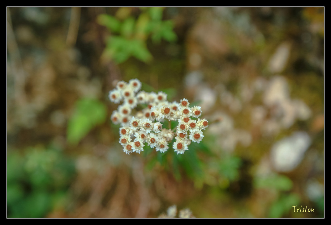 JH1A0779.jpg - 20151205 合歡溪步道、108K楓之谷