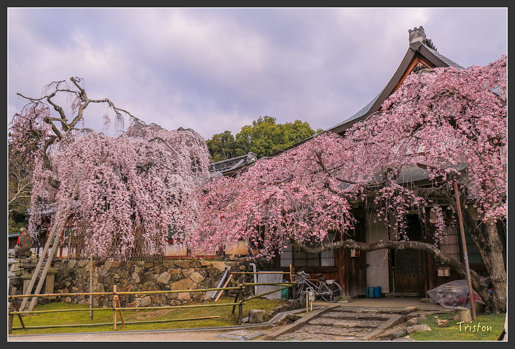 IMG_4302.jpg - 20160323 日本熊野古道健行