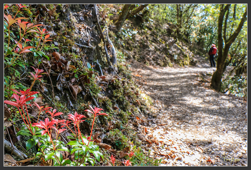 IMG_5040.jpg - 20160323 日本熊野古道健行