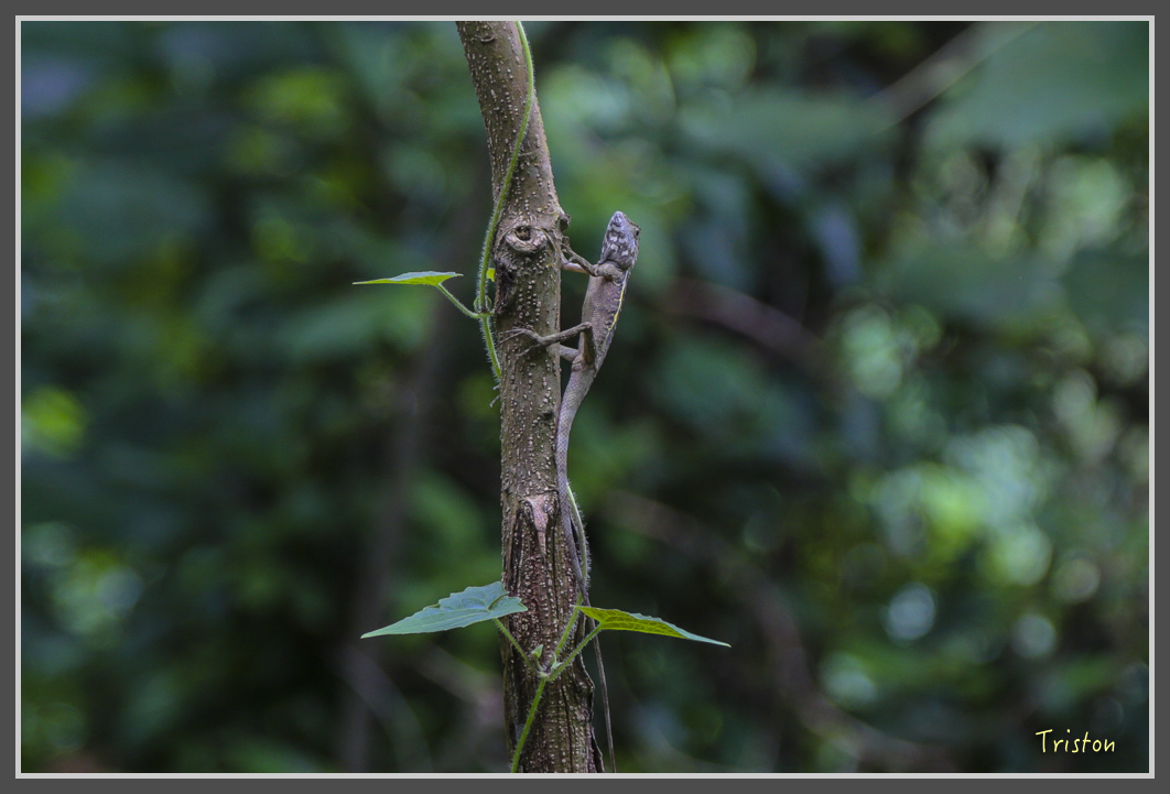 JH1A1876.jpg - 20160725 大津瀑布