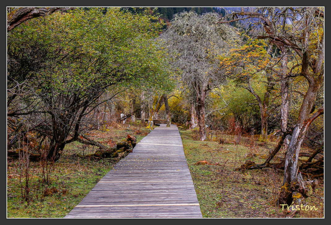_MG_1008.jpg - 20161013 稻城亞丁