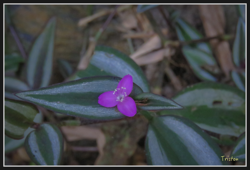 IMG_0714.jpg - 20170111 龍頭山步道、羅木斯步道、茂林谷瀑布