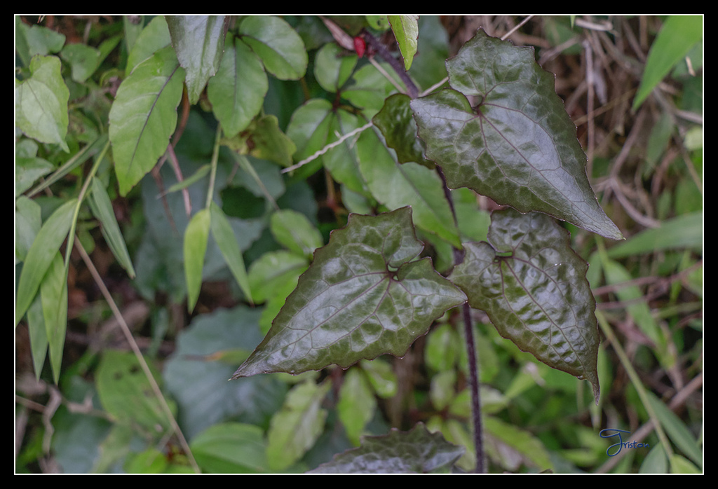 _MG_0086.jpg - 20170429 關仔嶺雞籠山