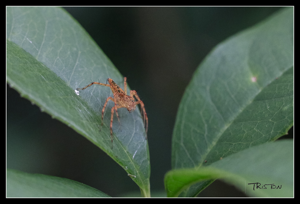 _MG_0197.jpg - 20170618 新化後山昆蟲微距