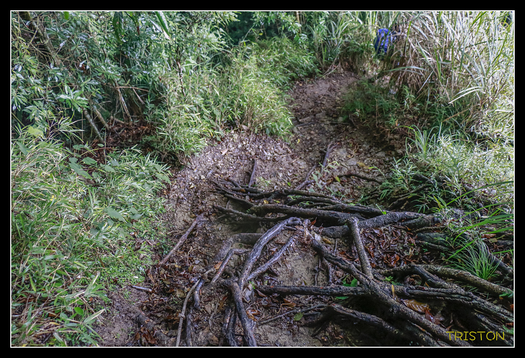 _MG_0135.jpg - 20170723 水漾森林