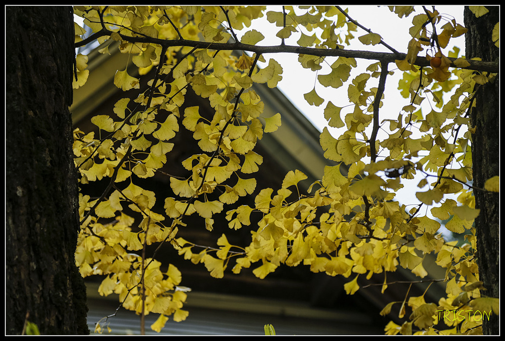 _H1A0730.jpg - 20171103 日本只見線、會津若松五色沼、昭和記念公園賞紅葉