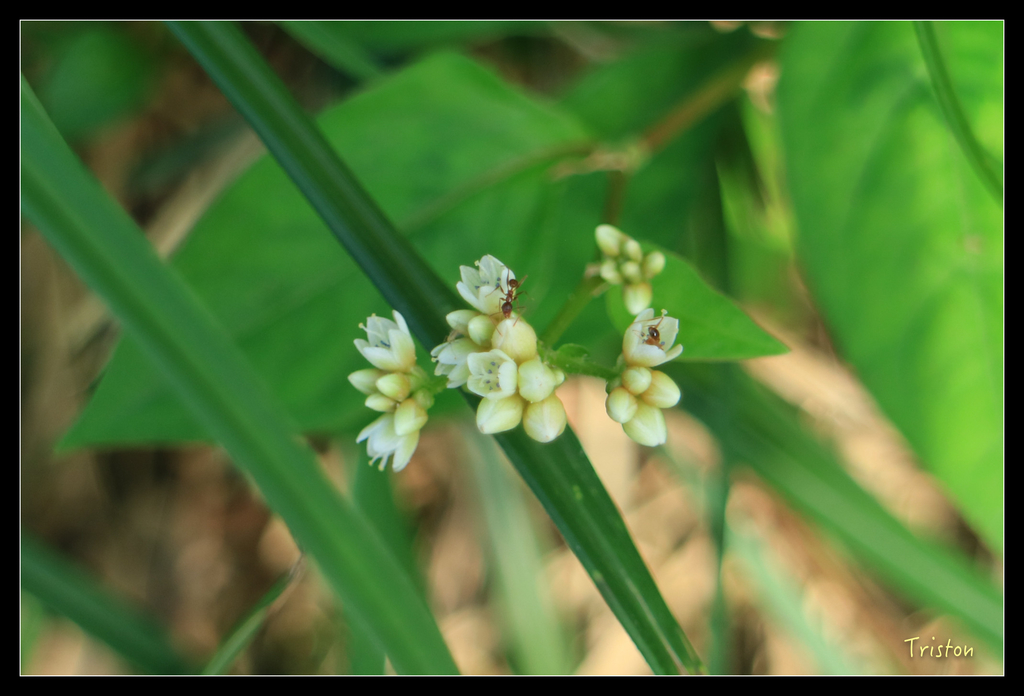 IMG_0458.jpg - 20151107 富士坪古道