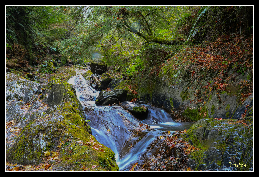 JH1A1022.jpg - 20151205 合歡溪步道、108K楓之谷