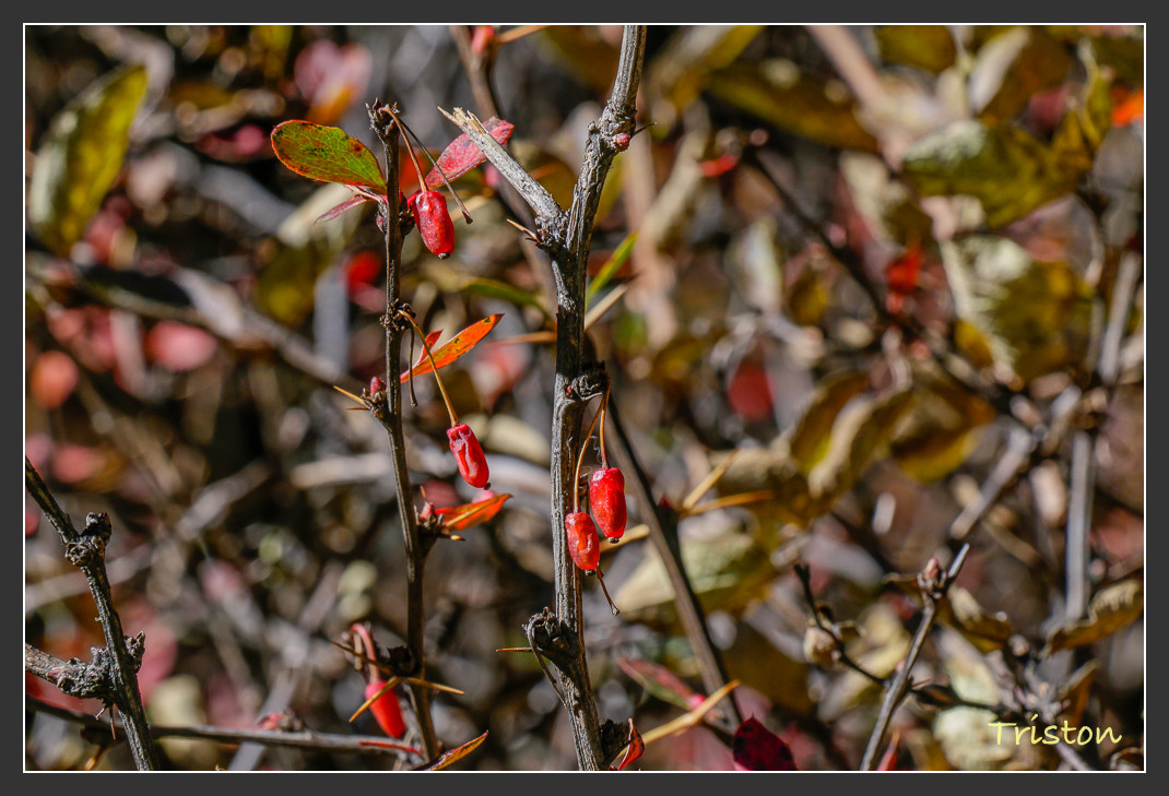 _MG_1881.jpg - 20161013 稻城亞丁