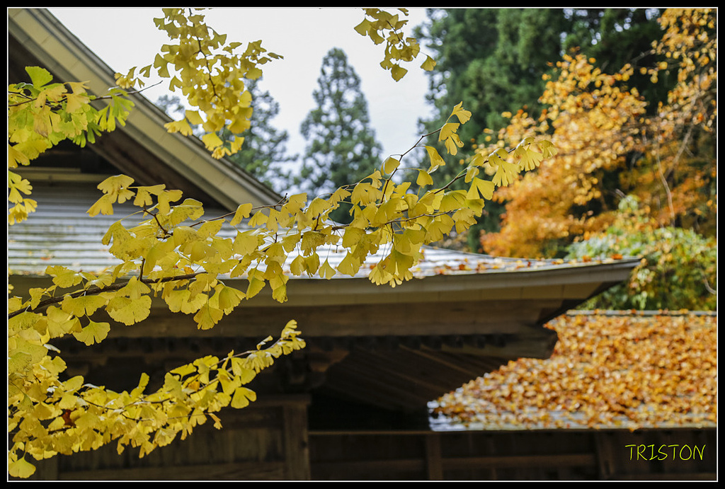 _H1A0731.jpg - 20171103 日本只見線、會津若松五色沼、昭和記念公園賞紅葉