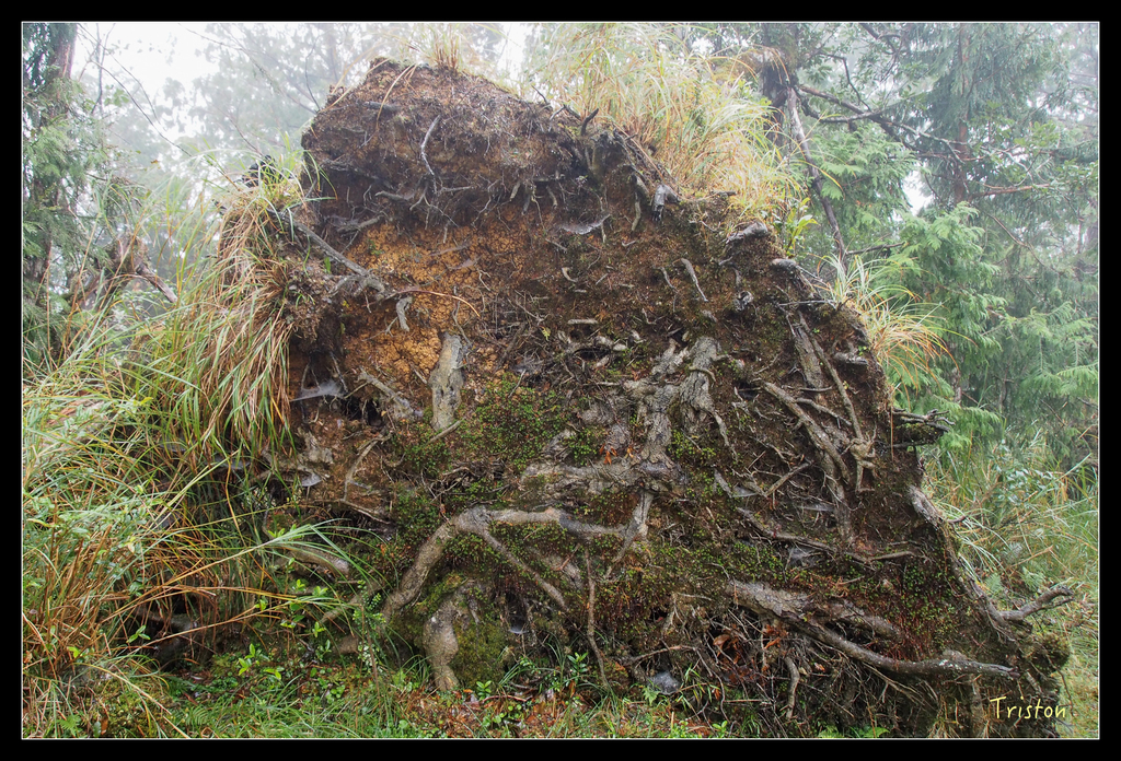 PA240150.jpg - 20151024~25 幾米公園、翠峰湖、翠峰山屋、望洋山步道、山毛櫸步道