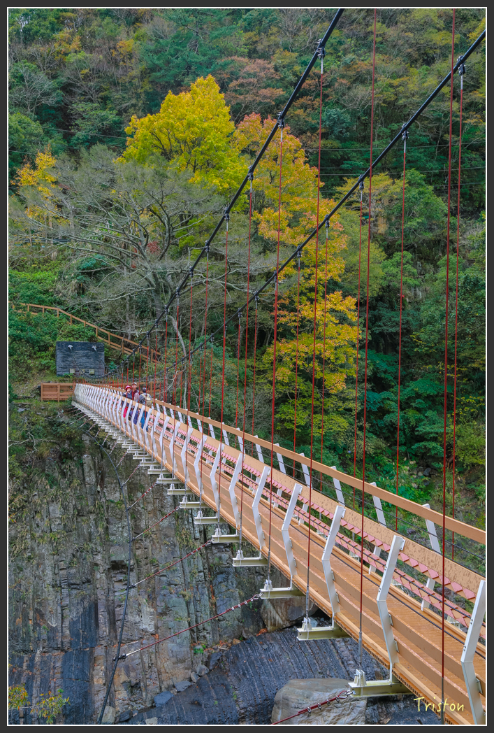 JH1A1342.jpg - 20151221 新竹秀巒賞楓