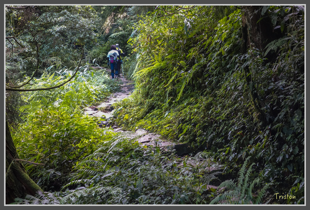 DSC00781.jpg - 20160924 溪頭台寅山