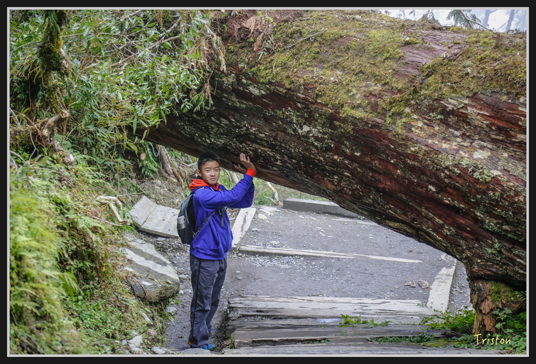 00135.jpg - 20161231 明池 神木園
