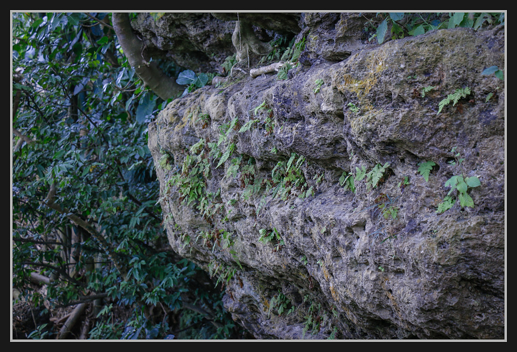 _MG_0063.jpg - 20170205 柴山盤榕雅座路線