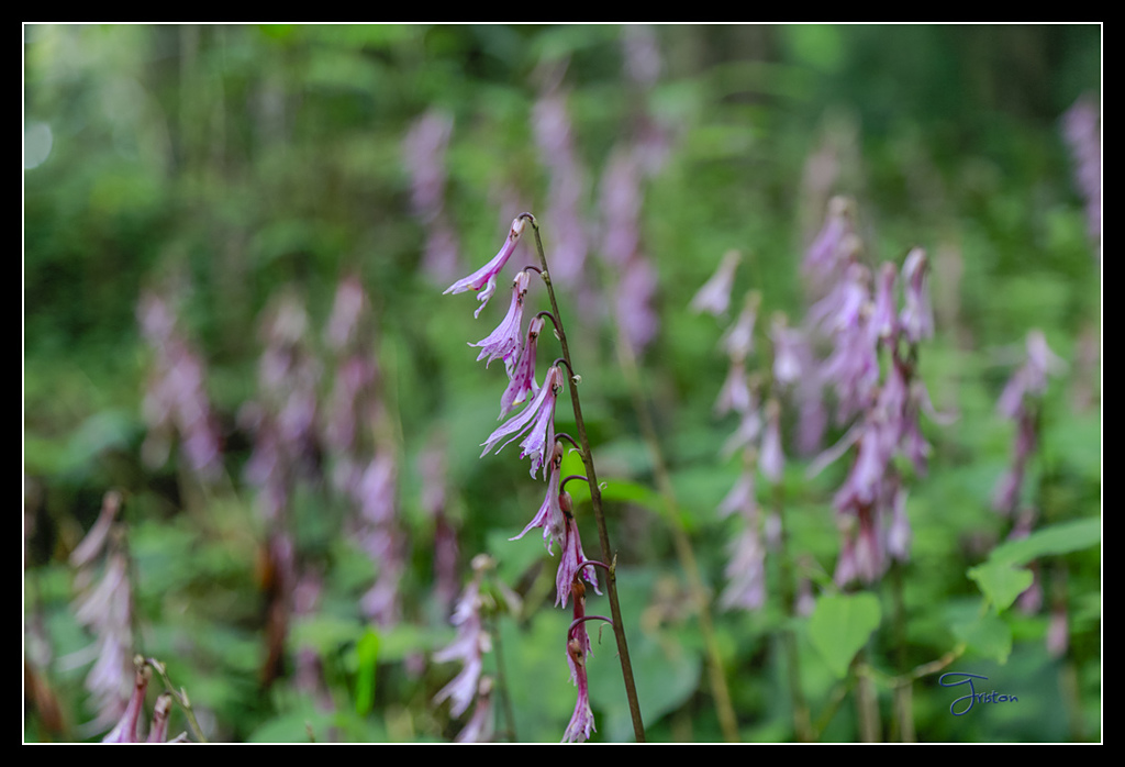 _H1A3646.jpg - 20170425 阿里山+圓潭螢火蟲