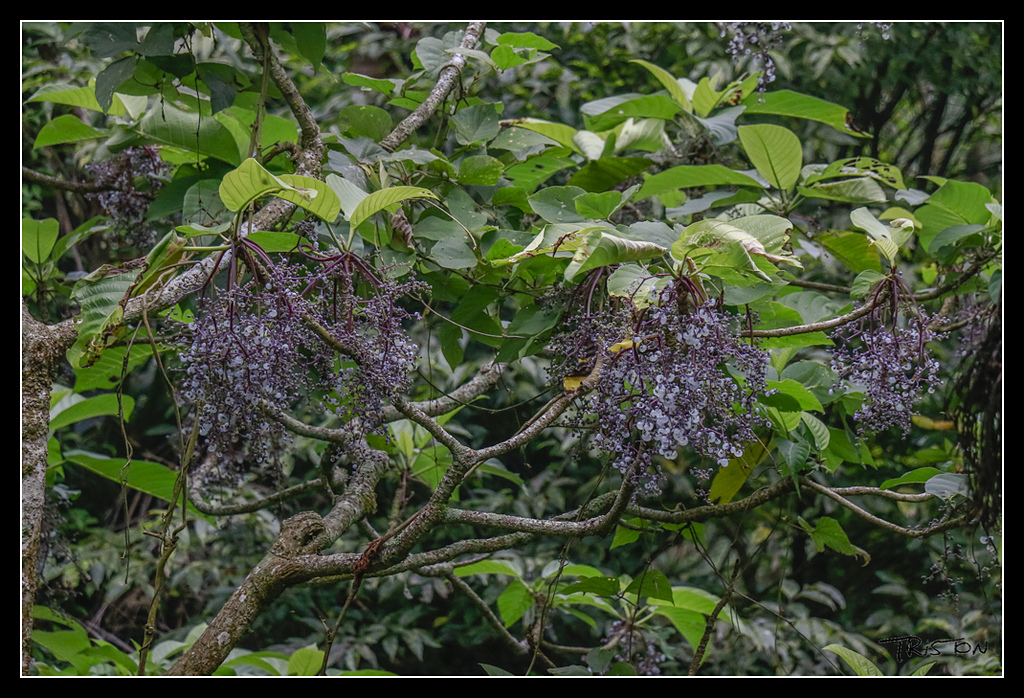 _MG_0025.jpg - 20170529 關仔嶺大凍山