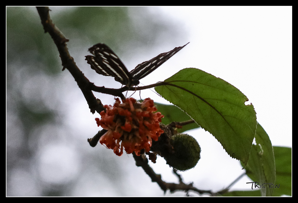 _MG_0318.jpg - 20170618 新化後山昆蟲微距