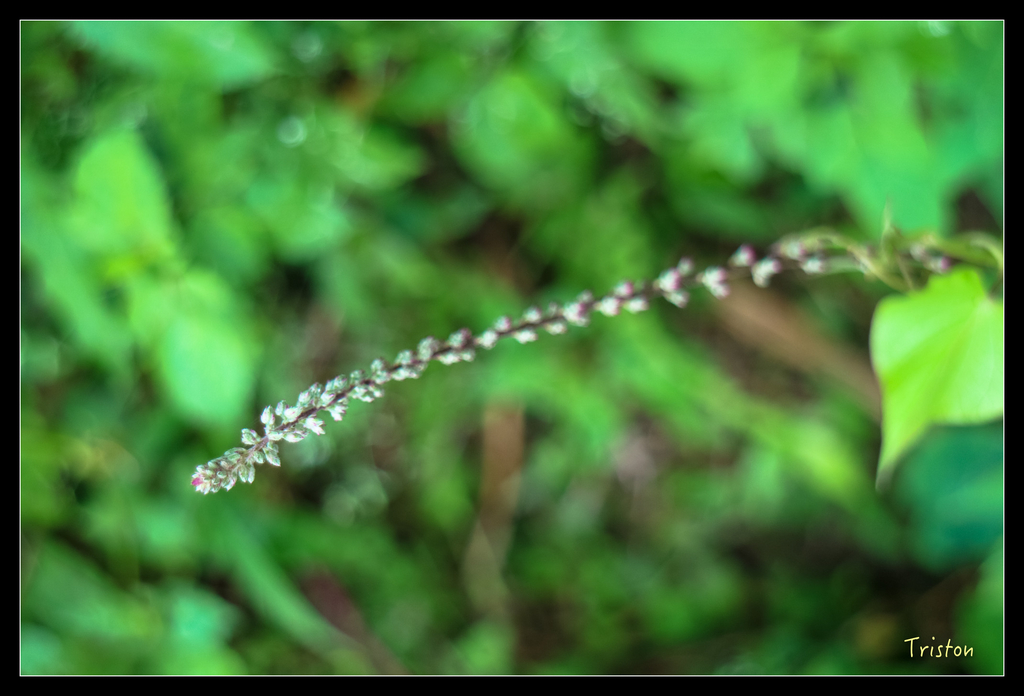 IMG_0713.jpg - 20151115 獨立山步道