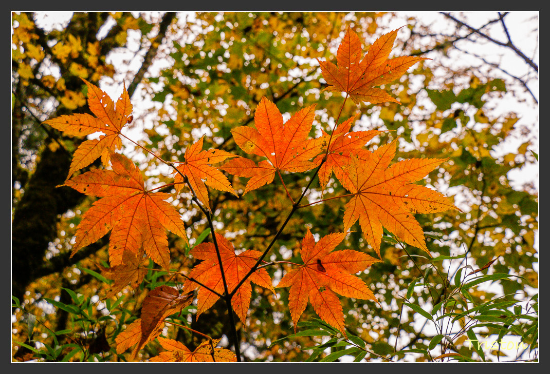 _MG_2731.jpg - 20161013 稻城亞丁